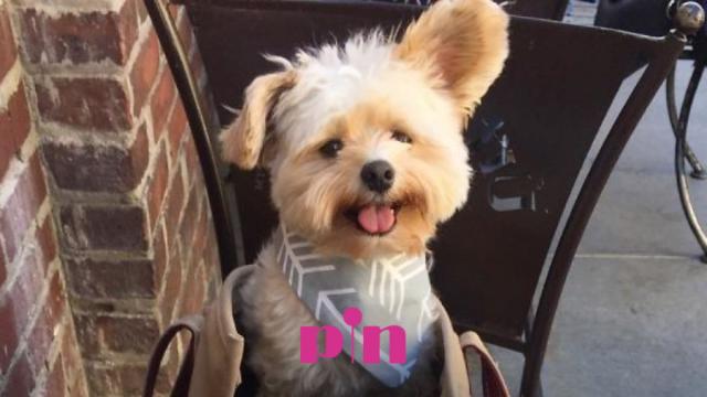 댕댕이랑 같이 가자 ? 반려동물 동반 카페 4곳