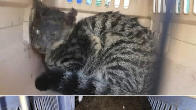 대전서 길고양이 잔혹 학대 