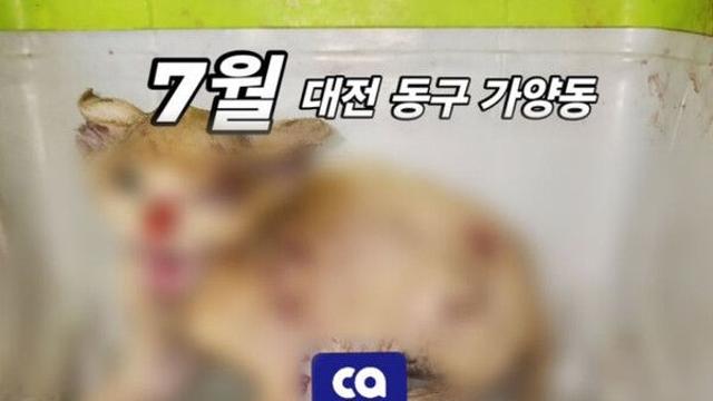 얼굴 화상 입은 길고양이 연쇄 발견…