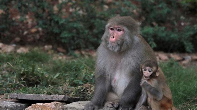 中 바이오 산업 열풍에…실험용 원숭이 몸값 3000만원 예상