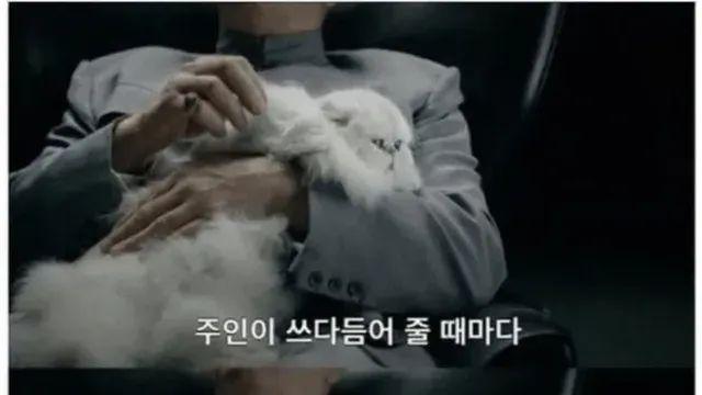 고양이가 심장질환 발병에 미치는 영향,,