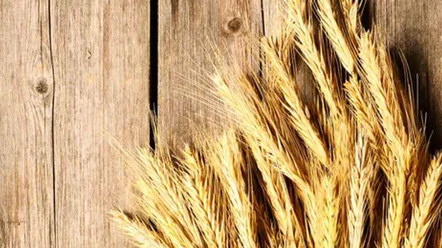 [푸드레터] 고대 이집트의 기상천외한 '임신 테스트'