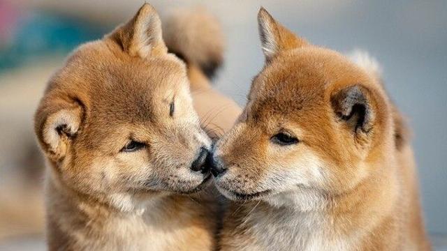 “아프기 전에 집에서 관리한다”… 2026년, 반려동물 헬스케어의 중심이 바뀌고 있다