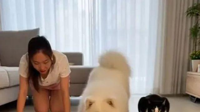 인간과 강아지 고양이의 대결.,,