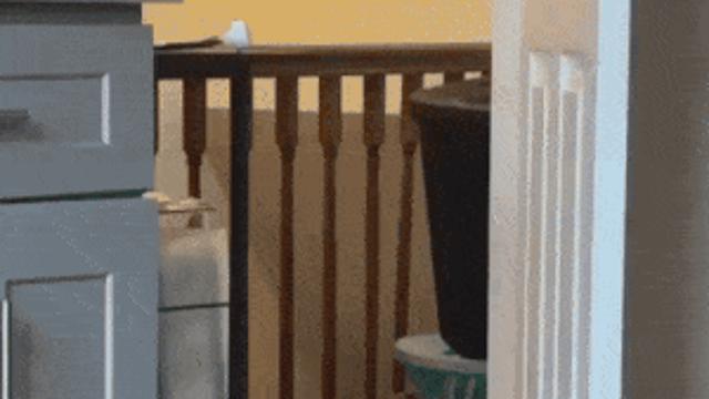 야 손님왔나. 나와서 인사해 gif