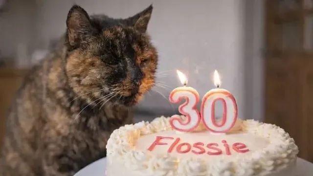 세계 최고령 고양이의 생일