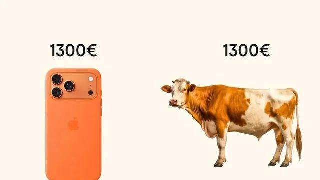 아이폰 살돈으로 암소 구입이 이득인 이유 