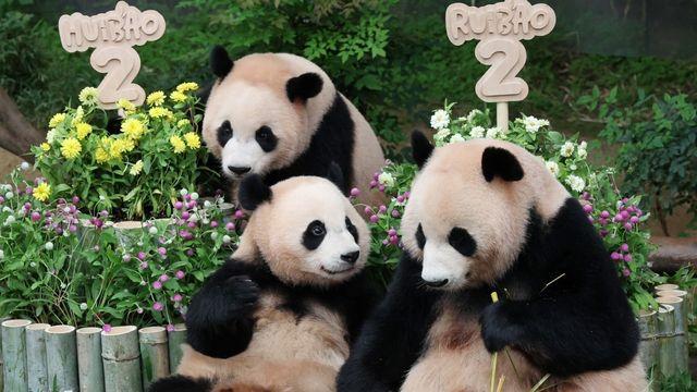 판다월드 또 줄 서나…중국과 ‘판다 추가 대여’ 실무 협의 착수