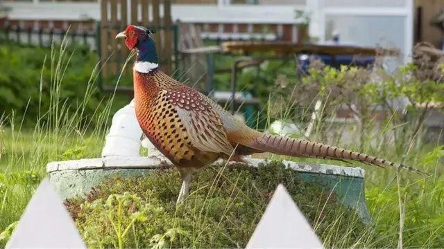 우리나라에서 닭보다 더 윗급으로 쳤던 고기 