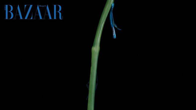 김연아와 '라 로즈 디올' 주얼리의 치명적 매력