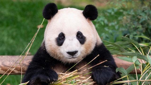 '제2의 푸바오' 될까? 중국서 새 판다 '기대감' 상승...협의 중