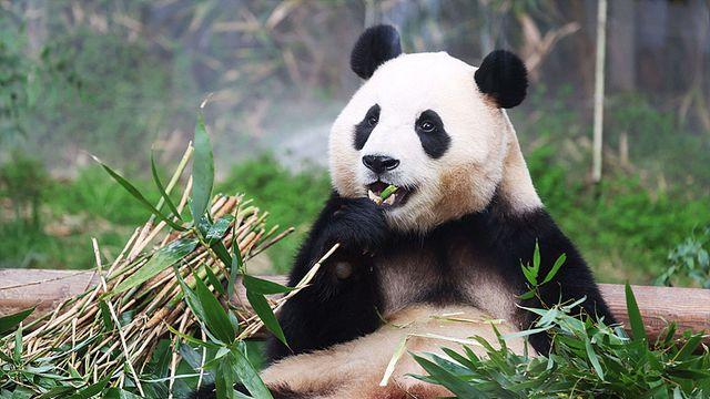 ‘제2의 푸바오’ 올까⋯새로운 판다 국내 도입 급물살