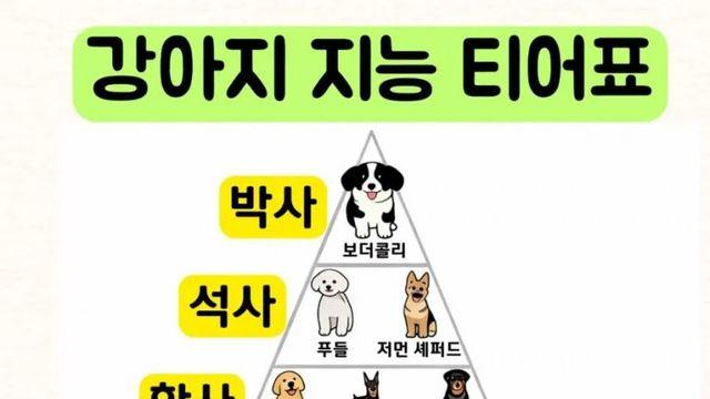 강아지 지능 등급표