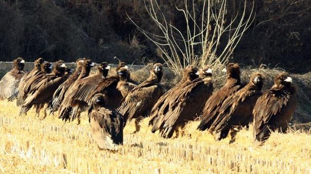 [픽! 남원] 남원 찾은 독수리 떼 '눈길'