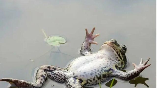 암컷 개구리 못생긴 수컷보면 죽은척 한다