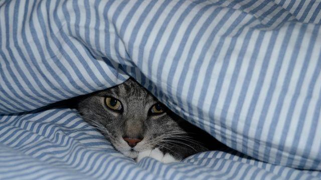 두꺼운 겨울 이불, 방치하면 ‘세균 이불’ 되기 십상