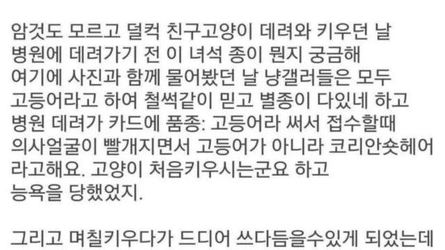 우리집 고양이가 많이 아프다는 초보 집사 