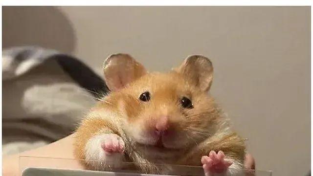 [스압] 홍콩의 반려동물 신분증,,