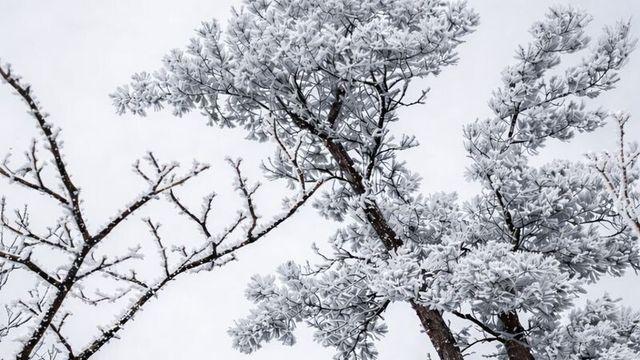 경북지역 최고 눈꽃 명소는 어디?
