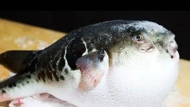 자기를 먹지말라고 온몸으로 말하는 생물 