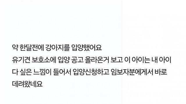 저희 강아지를 다시 보내줘야 할까요?