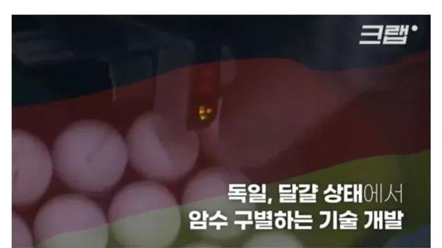 수평아리가 죽는 게 안타까웠던 독일