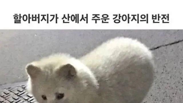 할아버지가 산에서 주워 키운 강아지의 반전 