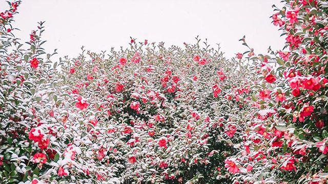 겨울여행 가볼만한 곳 ③제주동백수목원, 동백포레스트, 볼고롱동백