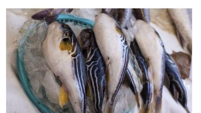 군산서 복어 요리 먹던 주민들 마비 증세로 병원 이송