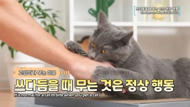 수의사가 말하는 고양이가 무는 이유,,