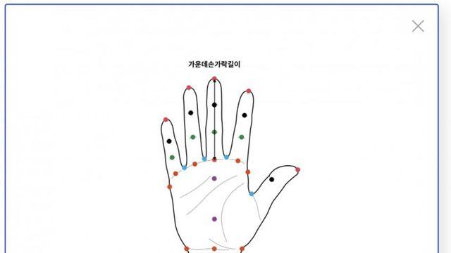 우리나라 팔길이, 손가락길이 평균