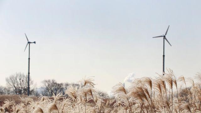 하늘공원 억새, 올해부터 겨울에도 유지…관광지·철새 쉼터로