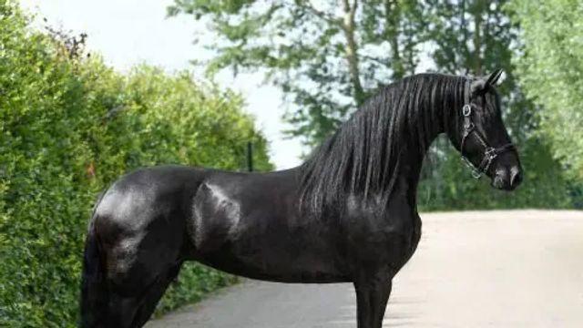 탈모갤에서 부러워할 듯한 말 