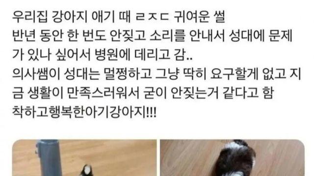 우리집 강아지 애기 때 ㄹㅈㄷ 귀여운 썰