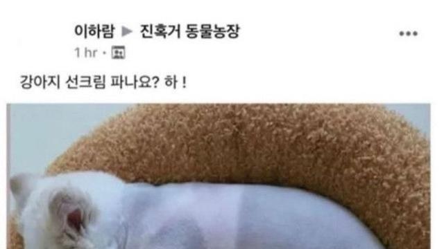 강아지 선크림 파나요?