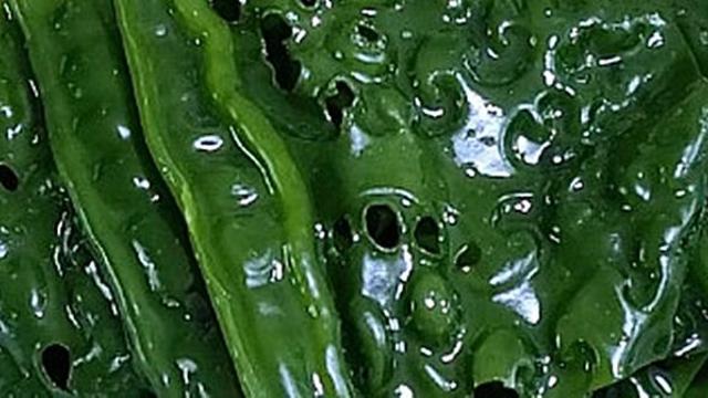 미역처럼 생겼는데, 값은 더 비싸…겨울에 아는 사람만 산다는 '식재료'