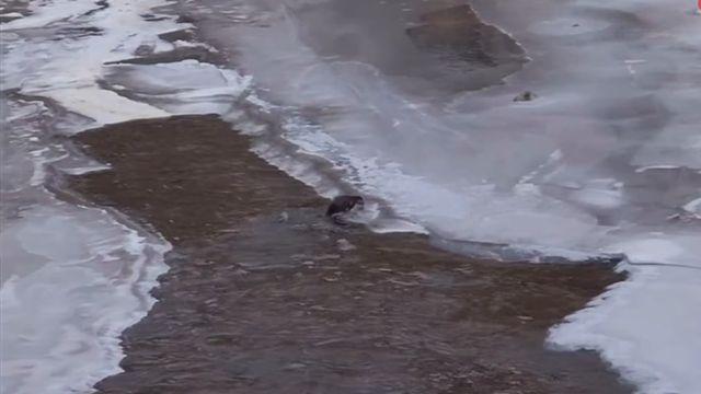 대체 어디서 왔지?…한국 하천서 3마리 한꺼번에 발견돼 난리 난 '멸종위기 동물' 정체