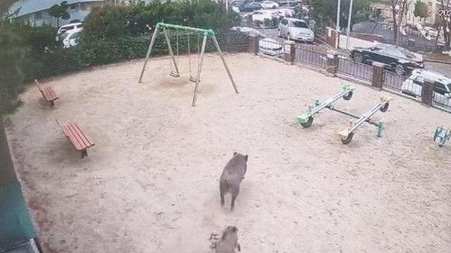 대전 정림동에 이틀 만에 또 멧돼지 출몰