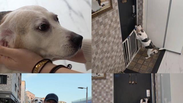 ‘동물농장’ 사람처럼 현관문 여는 반려견 등장 “가출이 취미”