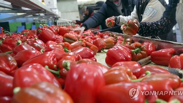 가공식품 수출 18억달러 늘 때 신선농산물은 1억달러 감소