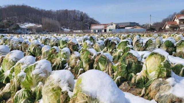 영하 10도 '강추위 직격'…갑작스런 한파에 농작물·시설물 비상