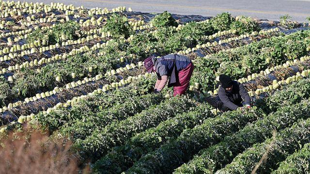 농식품부, 2030년까지 농업 공공 인력공급 비중 60%로 확대