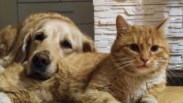 '반려인들의 오랜 논쟁, 누가 더 똑똑한지 보았더니..' 강아지 vs 고양이, 실제 지능 더 높은 반려동물은?