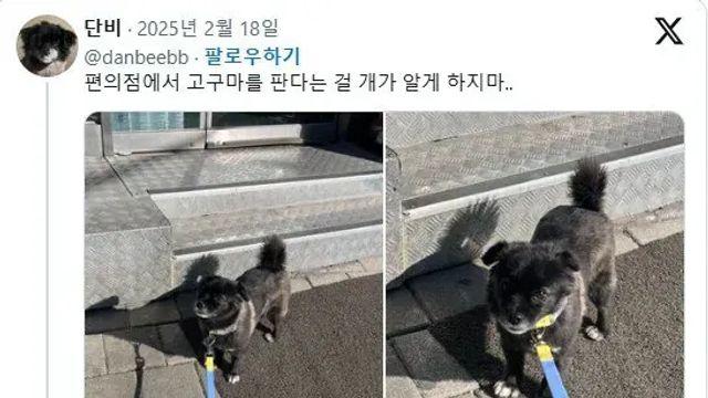 절대 강아지한테 편의점 고구마를 주지마!!!