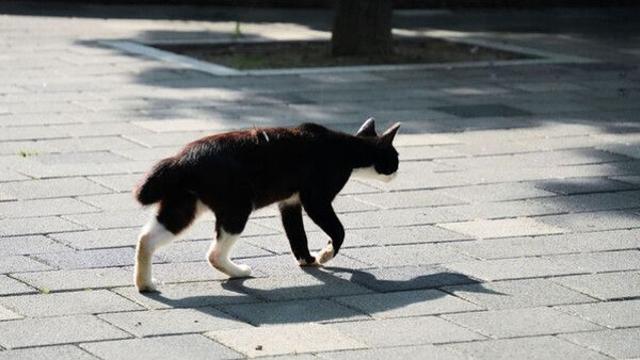 실종 5개월 만에 250㎞ 귀환…국경 넘은 고양이의 기적