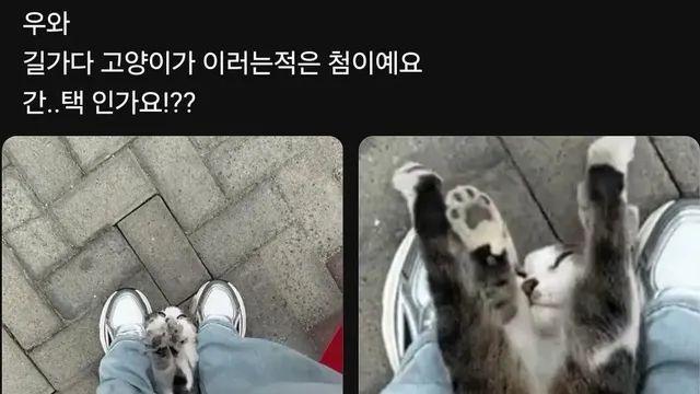 길 가다 고양이한테 간택당함