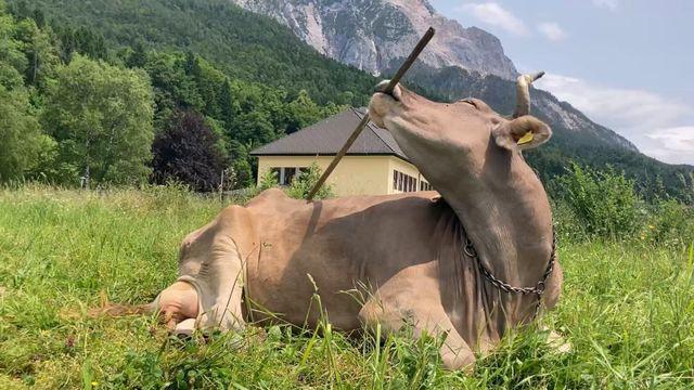 ‘효자손’ 사용하는 소 발견…“이렇게 똑똑하다고?” (영상)