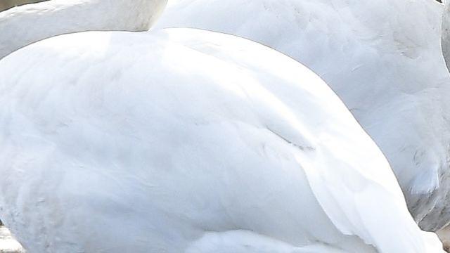 7마리 한꺼번에 어디서 왔지?…강추위 속 한국 강변서 발견된 멸종위기 동물 정체