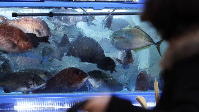 아는 사람만 먹는다…전문가가 직접 소개한 미친 '가성비 수산물' TOP 8