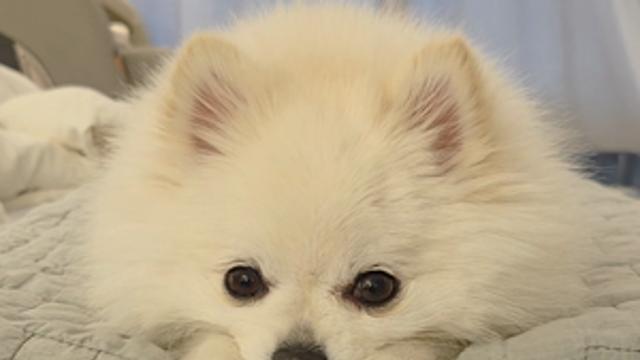 알찬 하루를 보낸 강아지